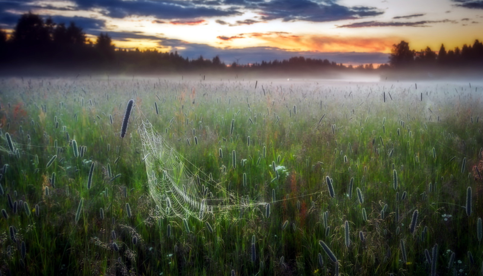 cánh đồng, web, sương mù