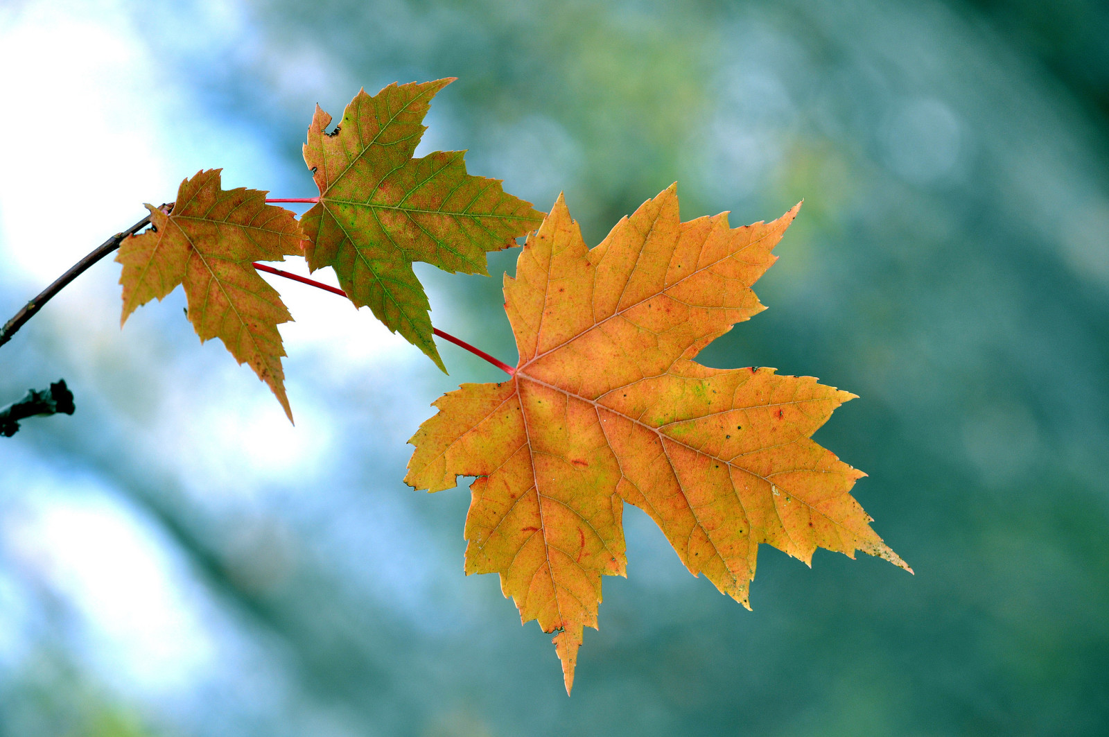 秋, 自然, 葉, ブランチ, もみじ