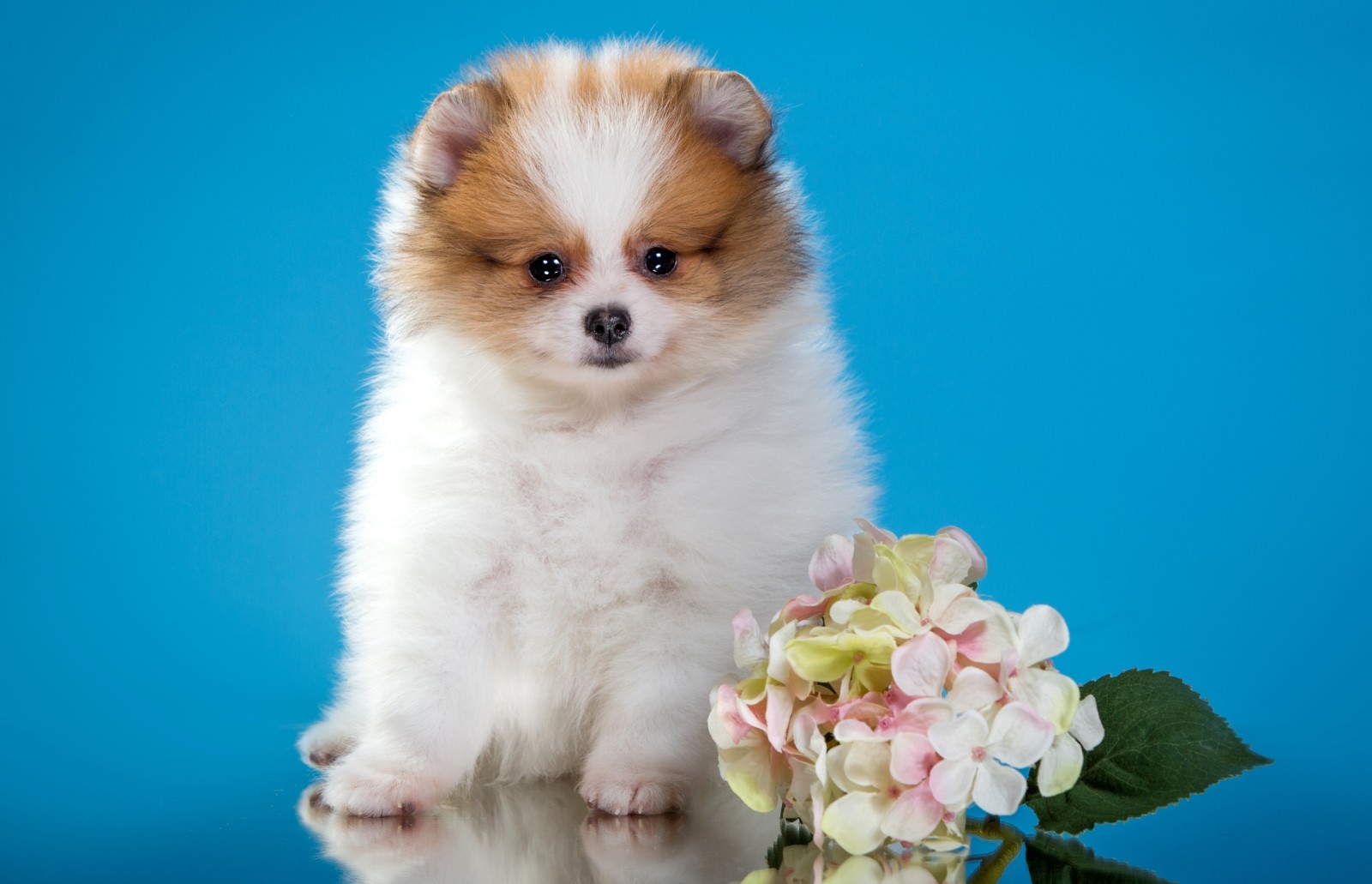 ลูกสุนัข, ดอกไม้, น่ารัก, สุนัขพันธุ์หนึ่ง