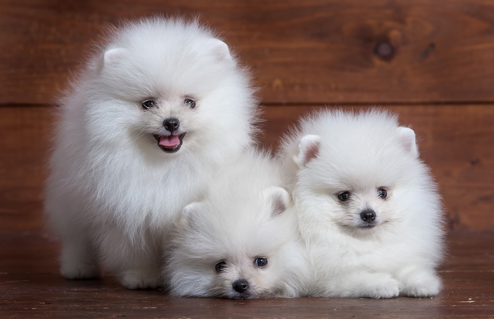 子犬, 白い, 可愛い, トリオ, スピッツ