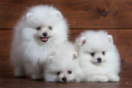 귀엽다, 강아지, 스피츠, 트리오, 하얀