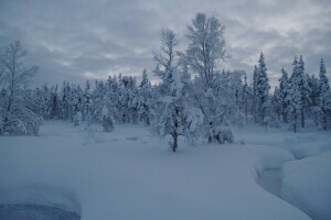 Finlandia, hutan, Lapland, Saariselkä, salju, aliran, salju, pohon