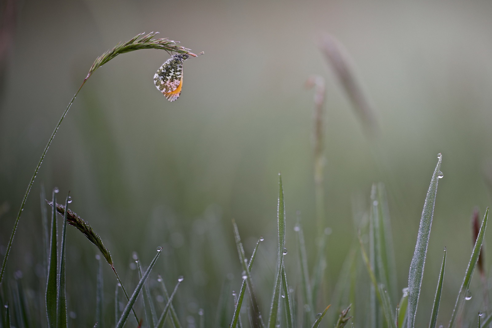 草, 蝴蝶, 早上, 掉落, 多雾路段, 罗莎, 小穗