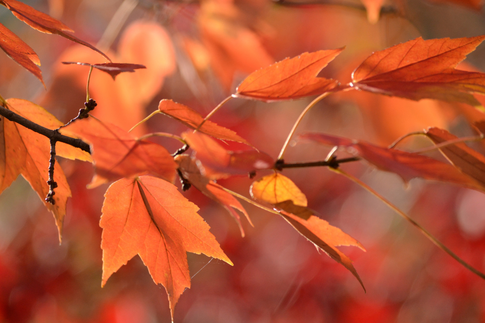 가을, 이파리, 분기, 편물