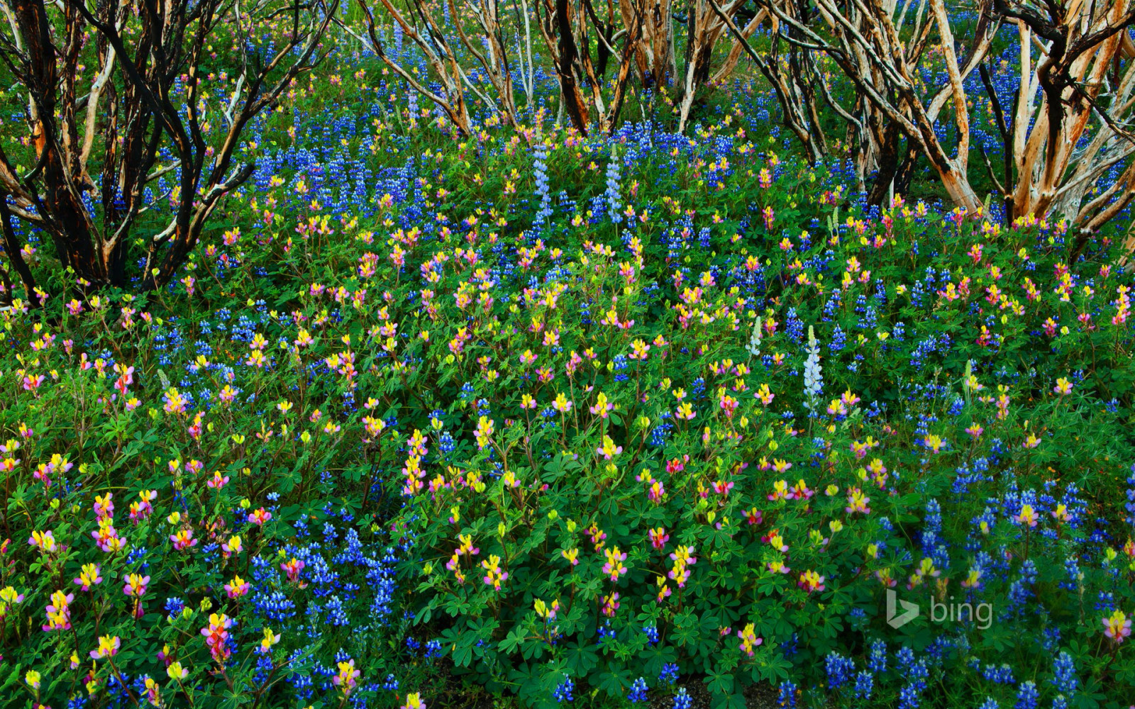 꽃들, 미국, CA, 이리 같은, 요세미티 국립 공원, 구운 숲