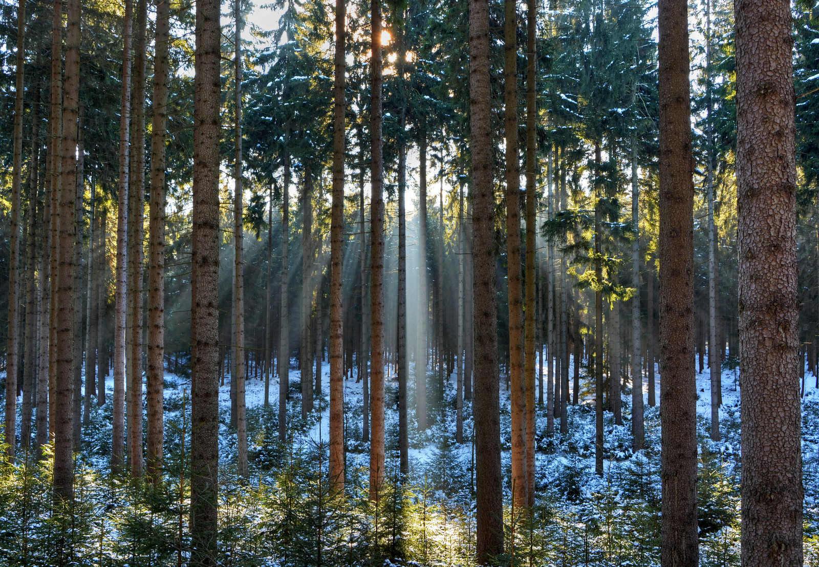 雪, 森林, 冬季, 树木, 太阳的光芒