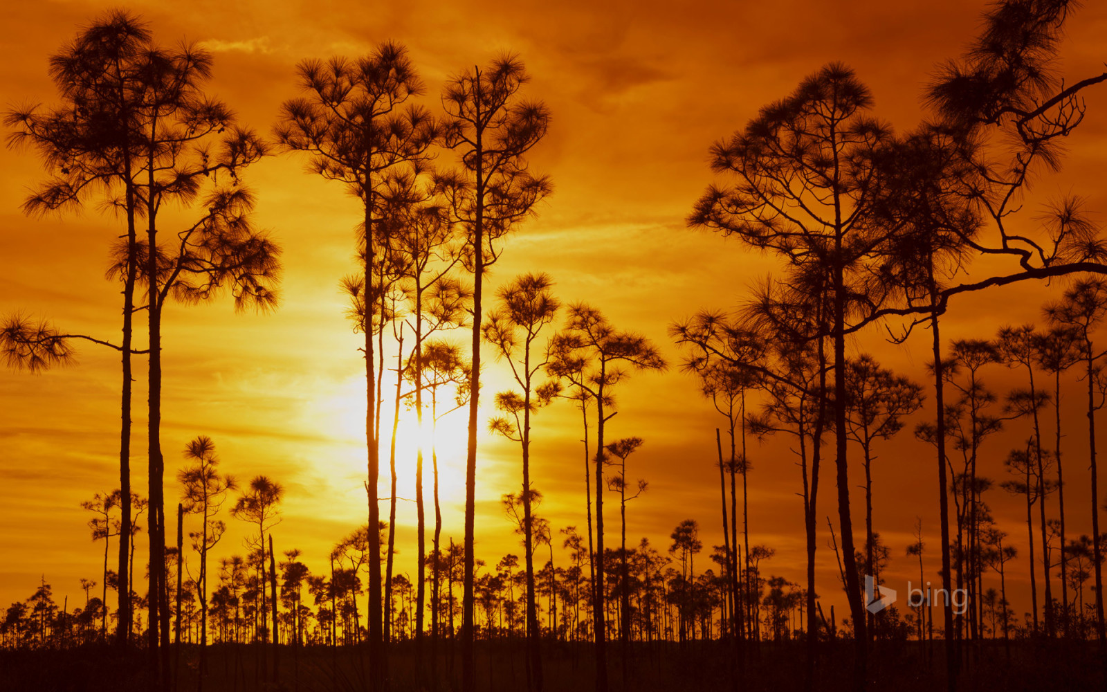 空, 日没, 木, 雲, 米国, FL, エバーグレーズ国立公園