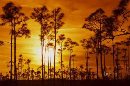 雲, エバーグレーズ国立公園, FL, 日没, 空, 木, 米国