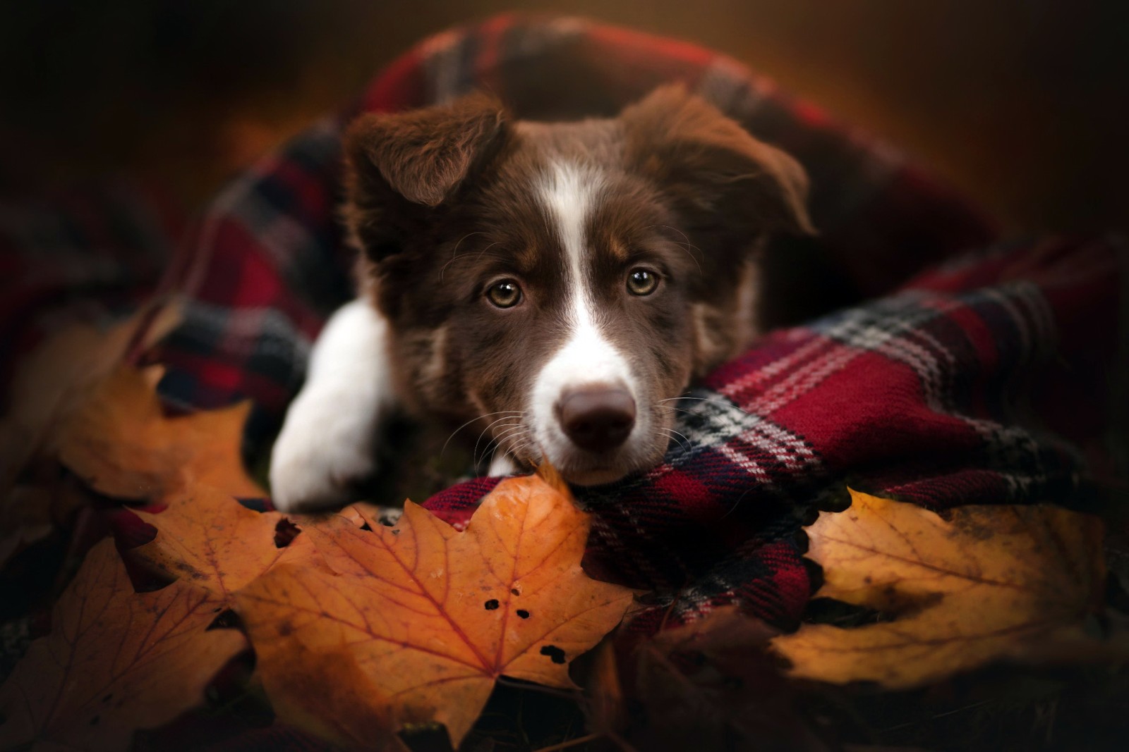 musim gugur, anjing, setiap