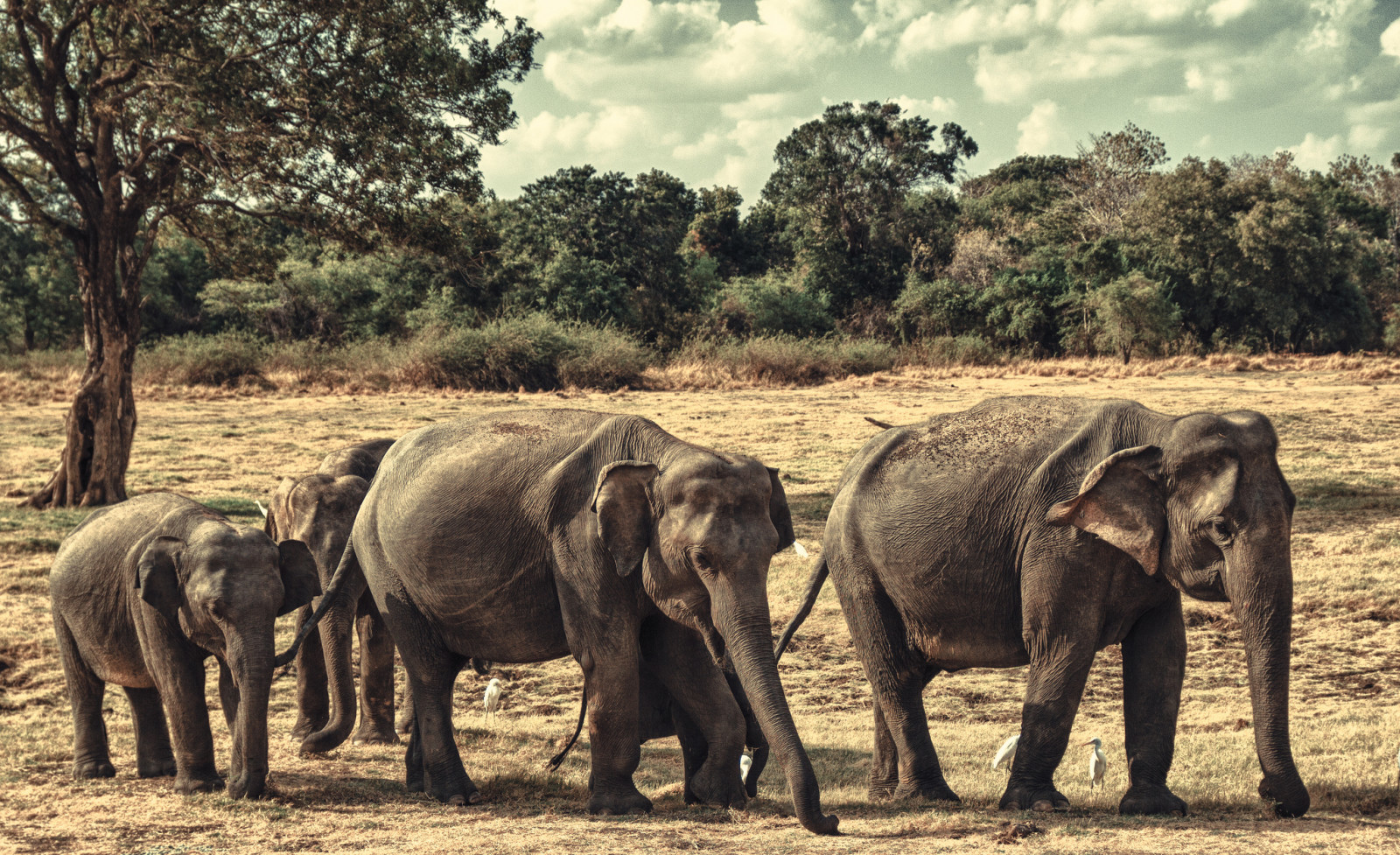 keluarga, gajah, Srilanka, Taman Nasional Minneriya