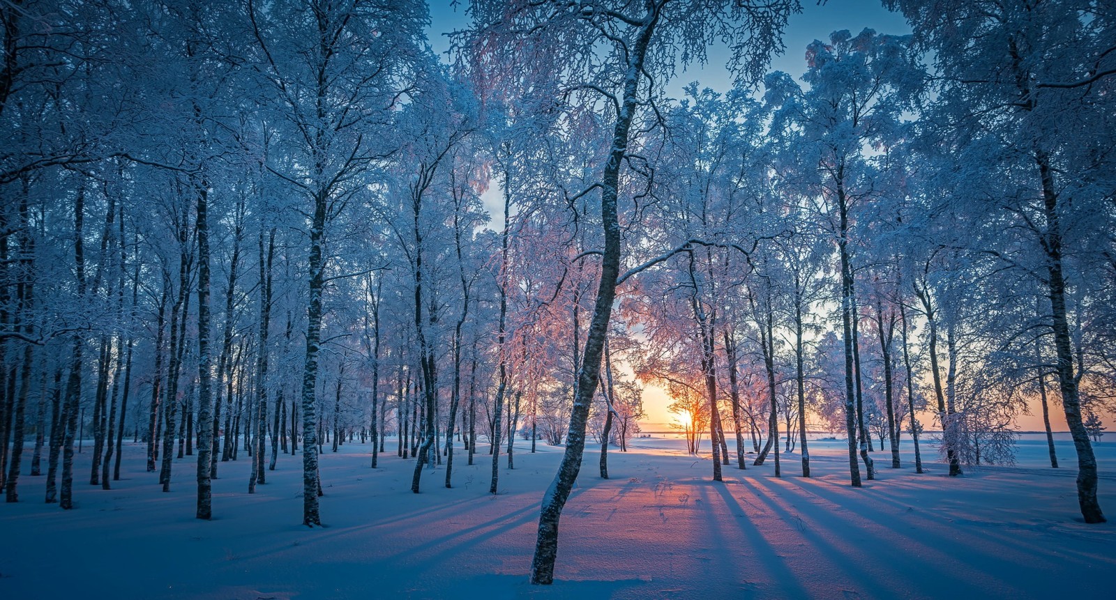 salju, hutan, musim dingin, pagi