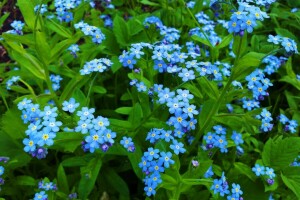 青い花, 大きい, 花びら