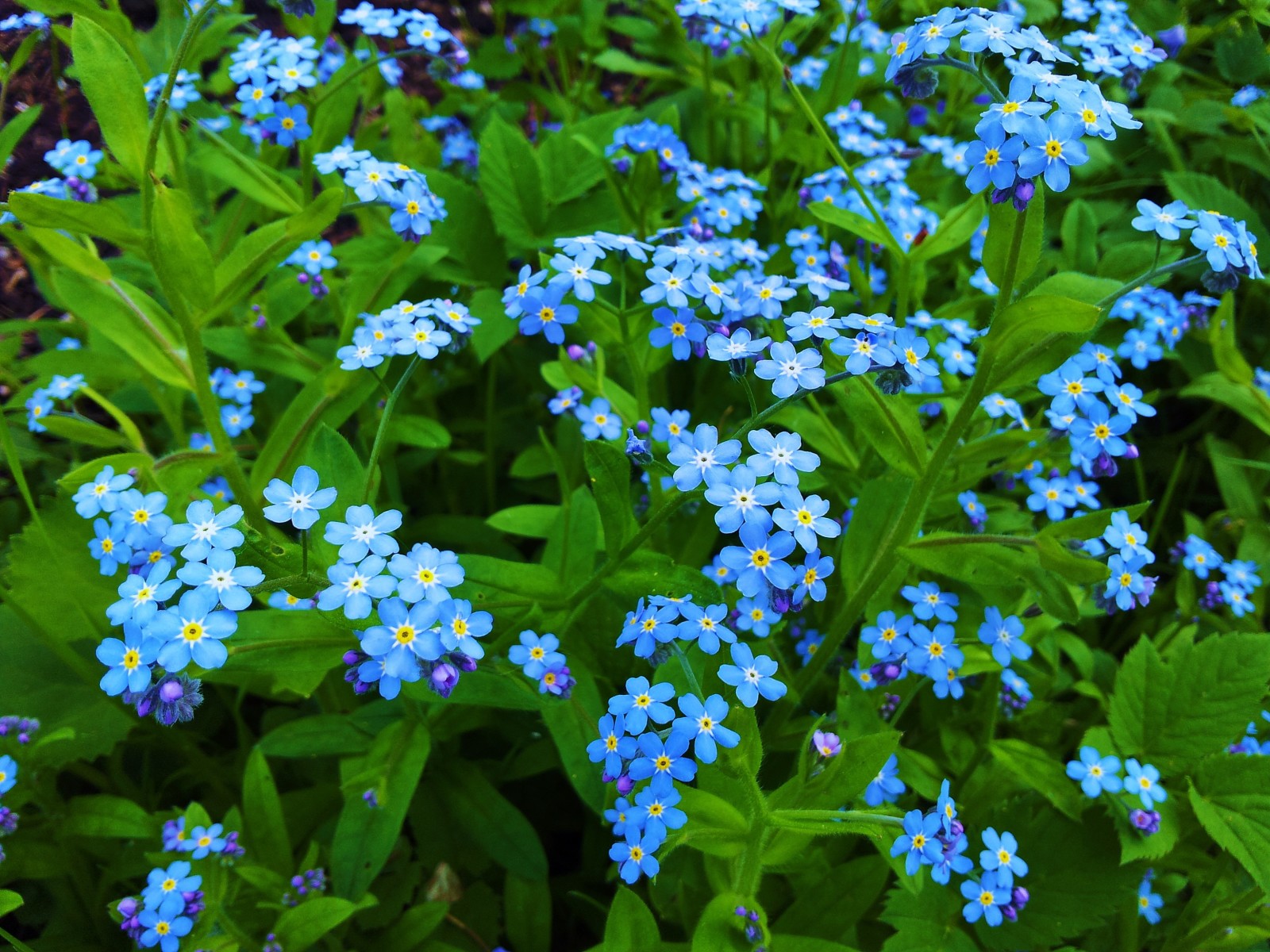 makro, kelopak, bunga biru