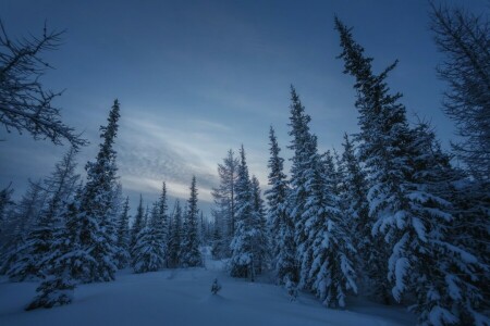 食べた, 森林, ロシア, 雪, 冬, ヤマル