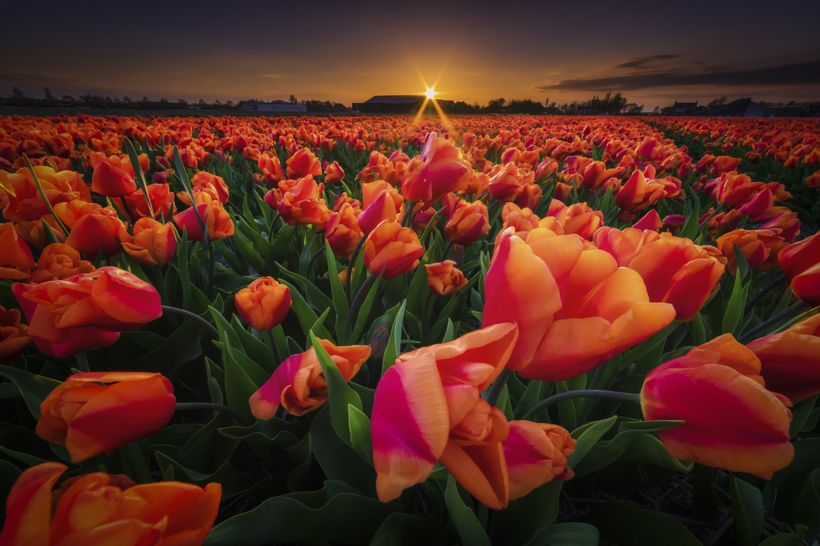 matahari terbenam, bidang, bunga-bunga, tulip