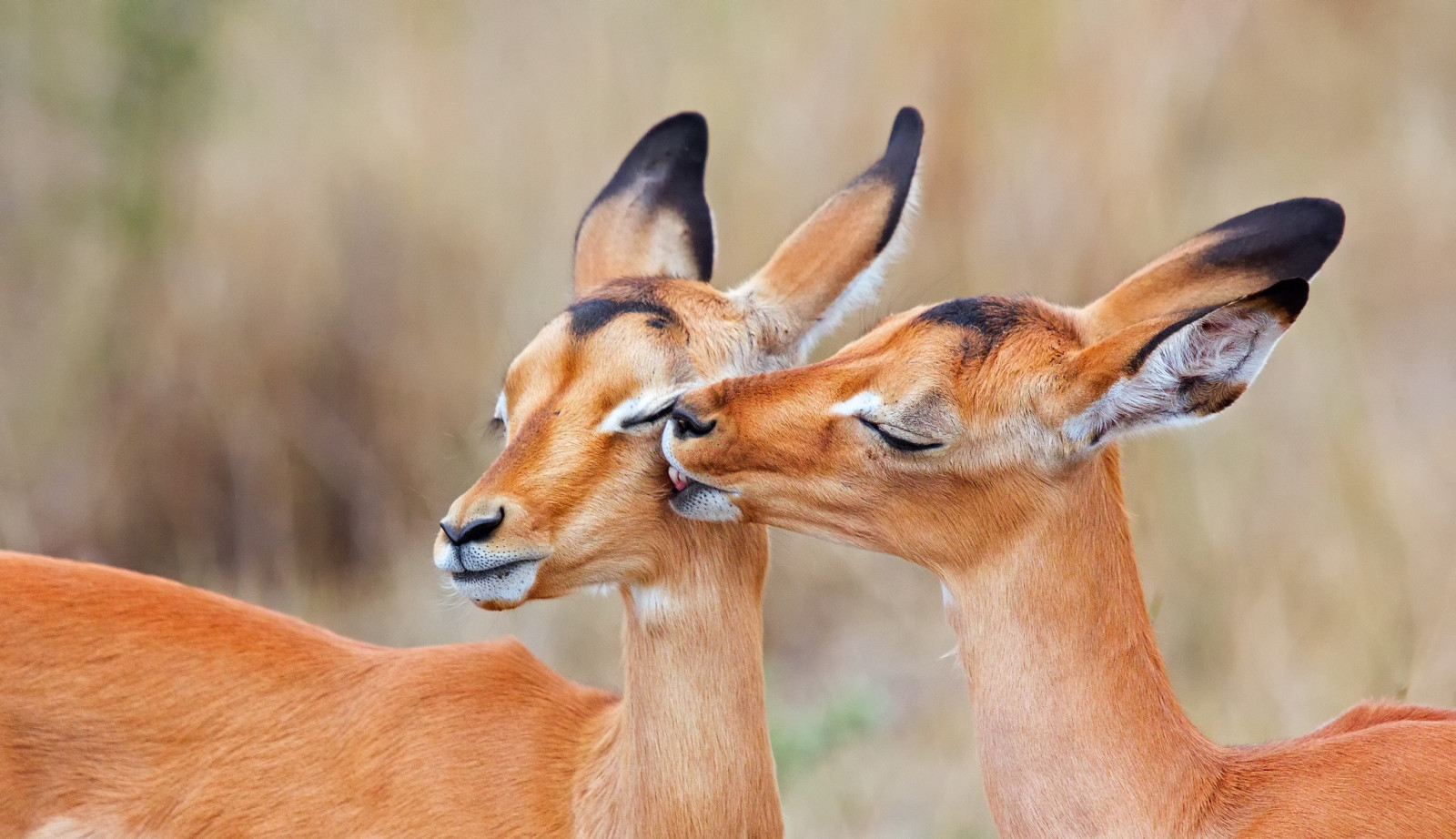 dua, ciuman, Afrika Selatan, Impala, charapata antelope