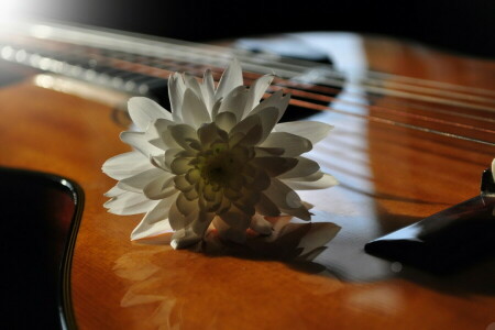 花, ギター, 音楽