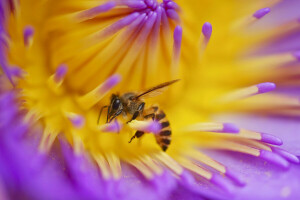 Lebah, bunga, serangga, kelopak, menanam
