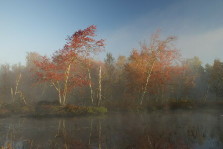 秋, 霧, 湖