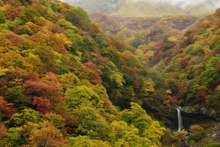 葉, 森林, 風景, 木, 滝