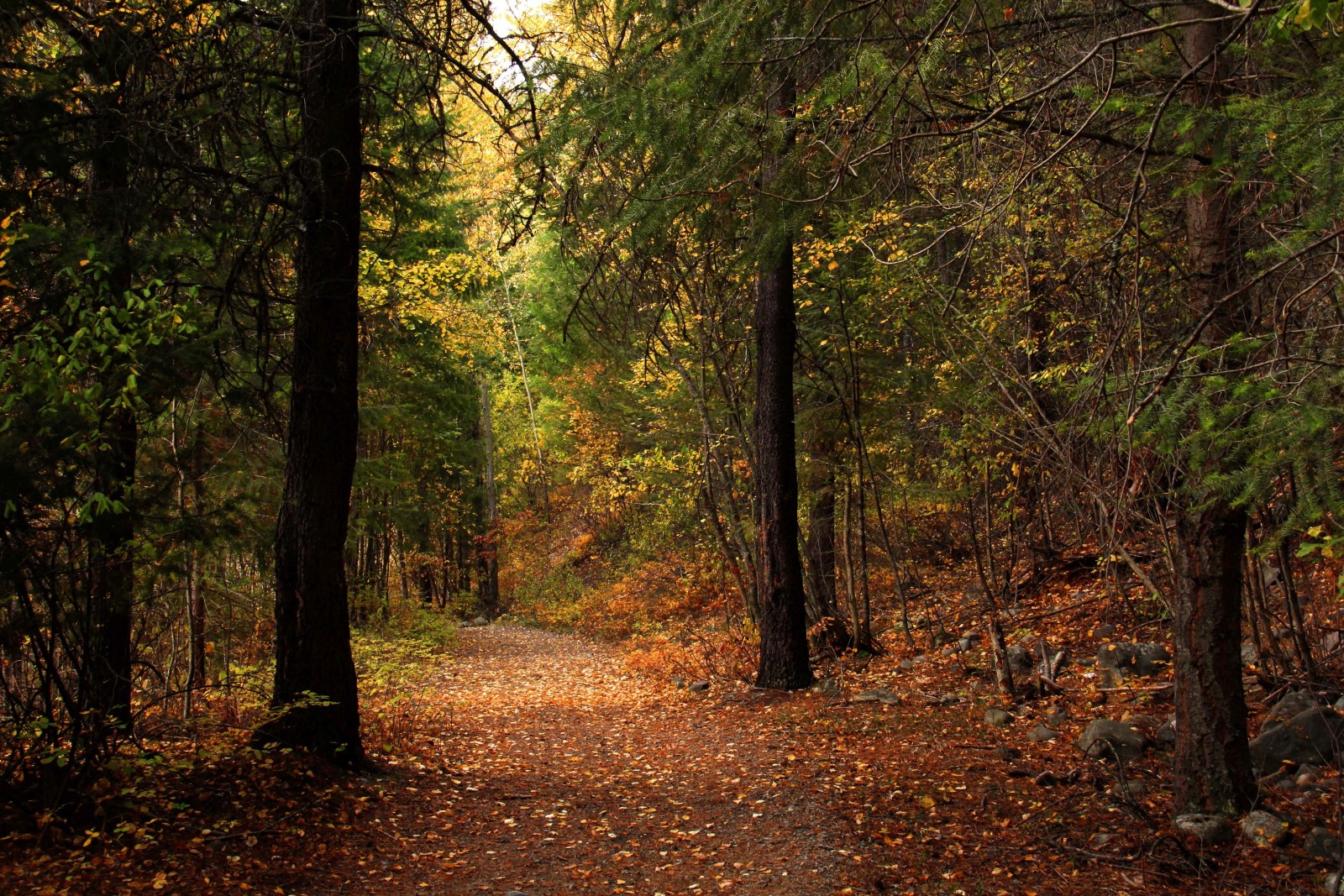 秋季, 森林, 公园, 石头, 树木, 树叶, 方式, 阳光